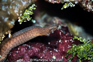 Small Moral Eel on the move in a rock by Marteyne Van Well 